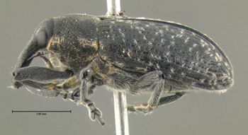 Media type: image;   Entomology 604451 Aspect: habitus lateral view